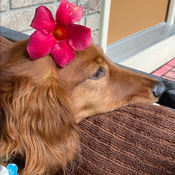 Meet your Posher, Bobbi - Picture 4 of 6